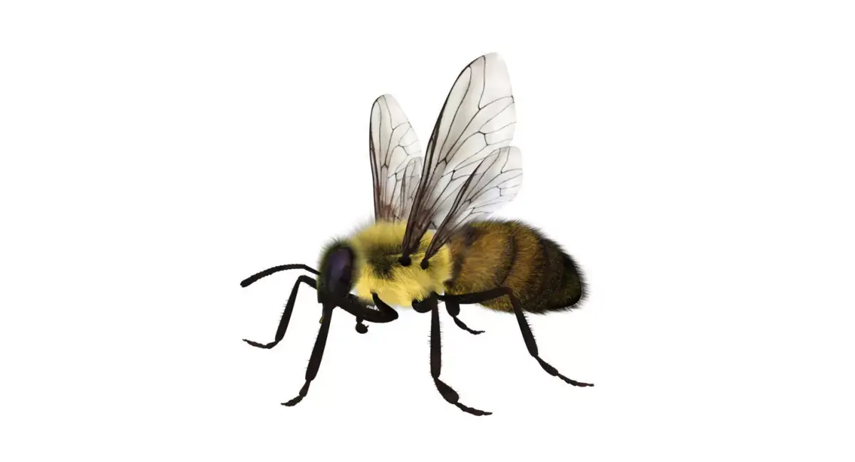 bee 3d model fur 3D model