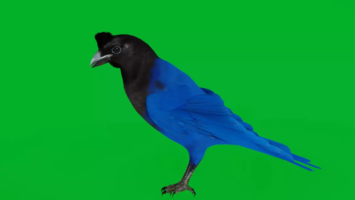 Azure Jay Bird Low-poly 3D model