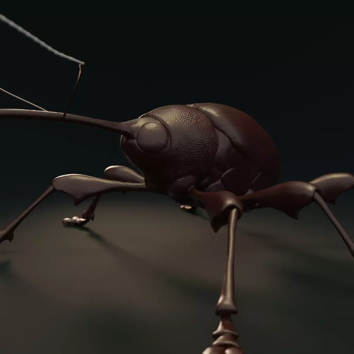 Chestnut Weevil or Curculio Elephas Low-poly 3D model