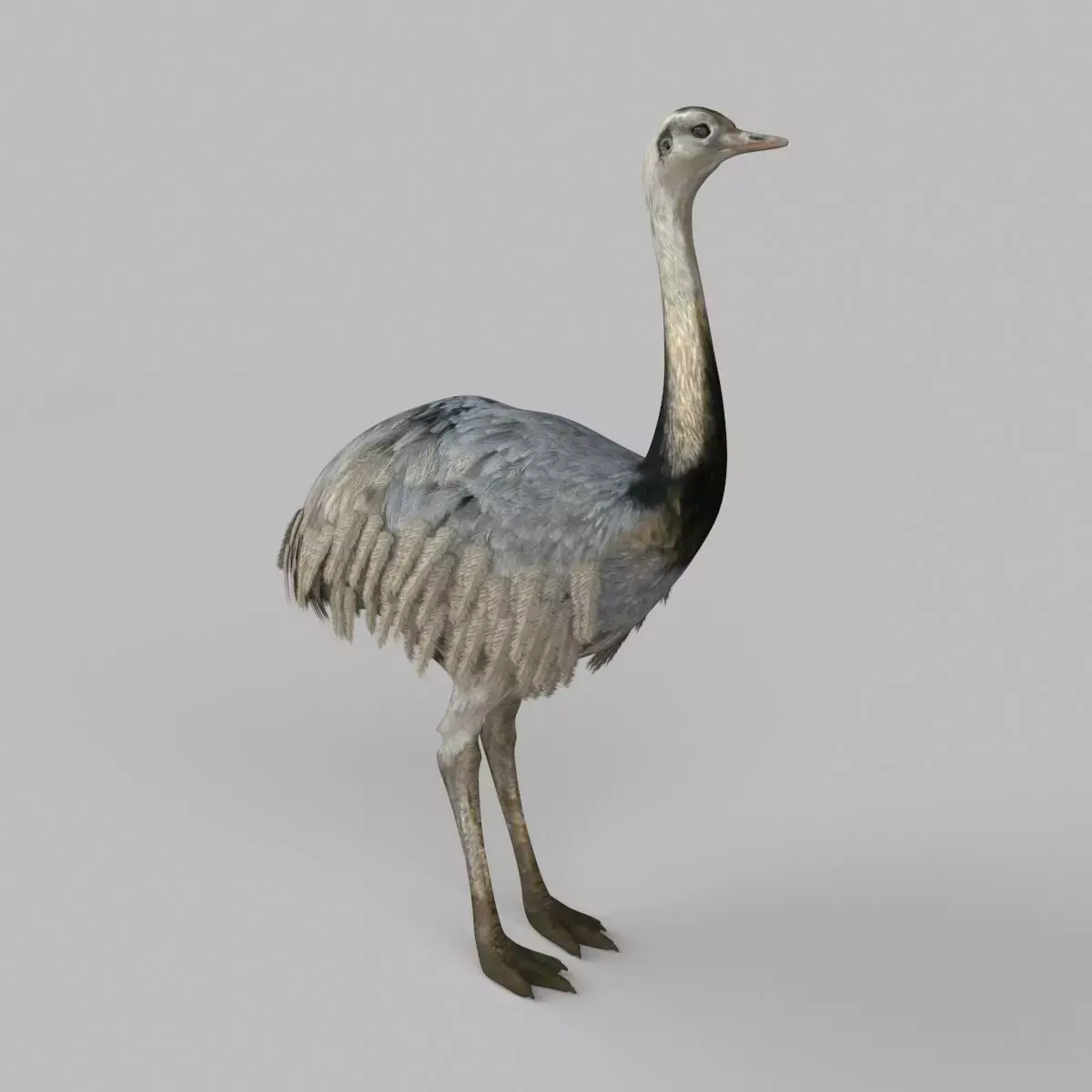 3D model Emu Bird 3D model