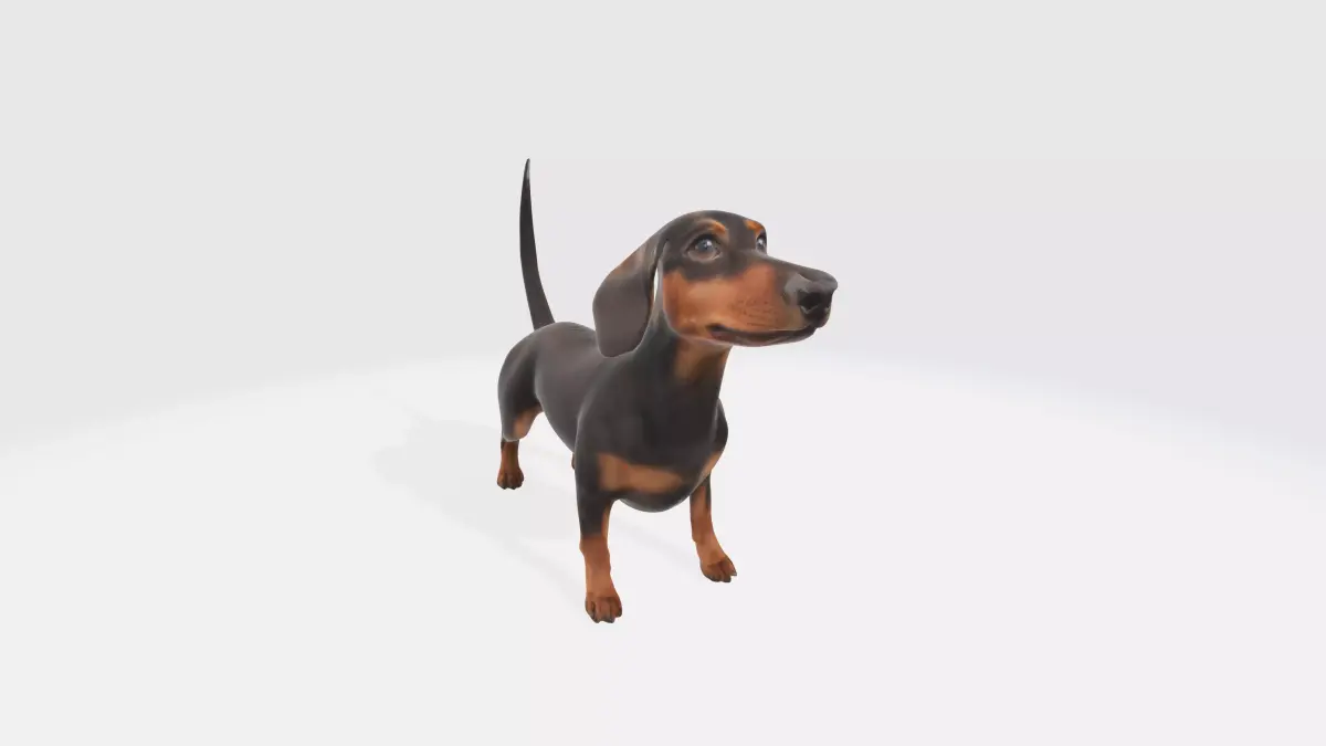Dachshund Dog 3D Model - Animated 3D model