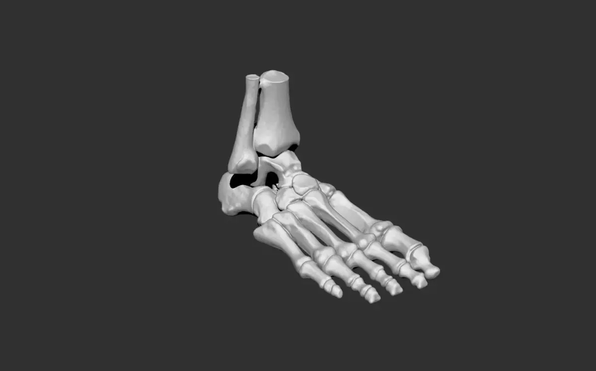 foot human anatomy bones 3D print model
