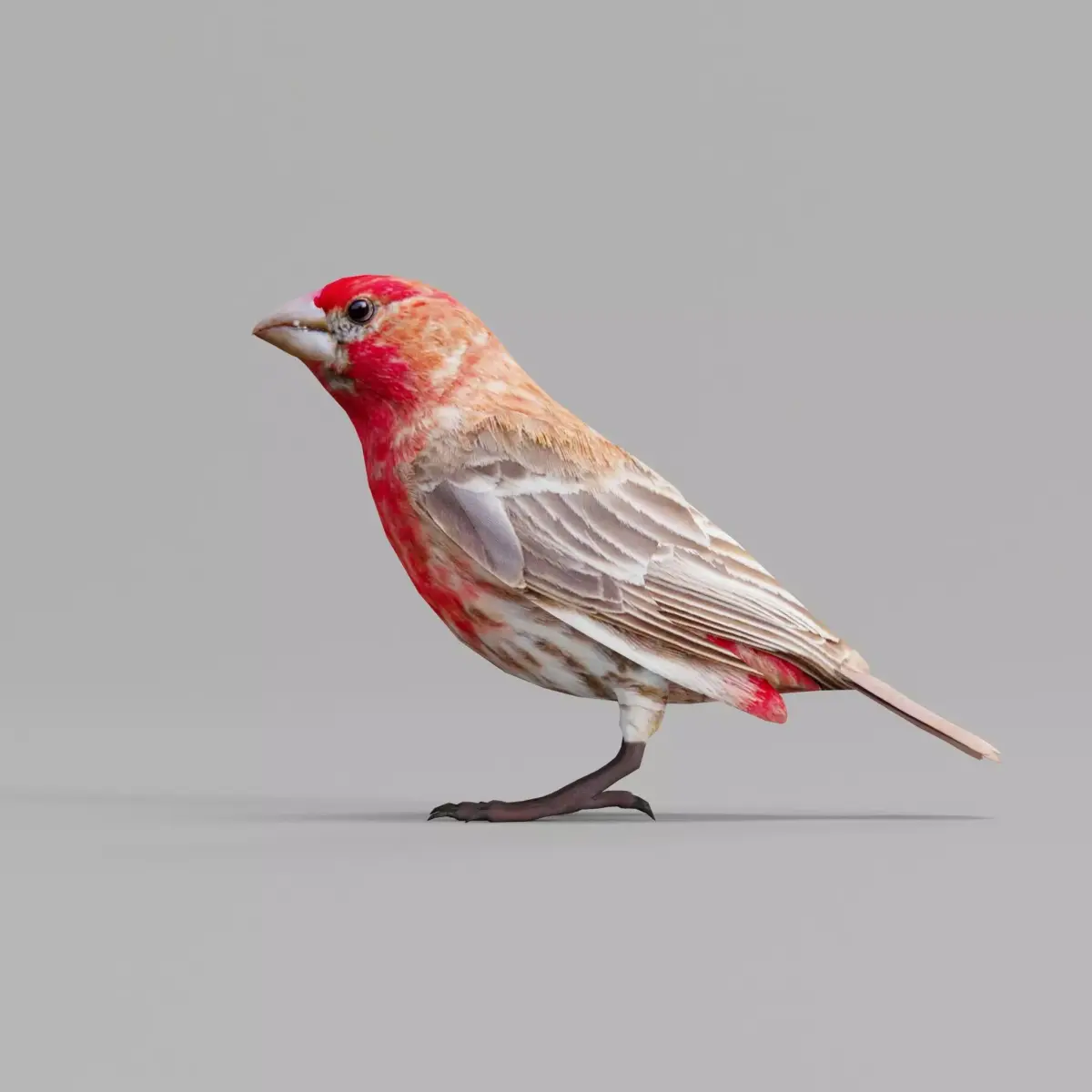 Finches Birds Animals 3D model