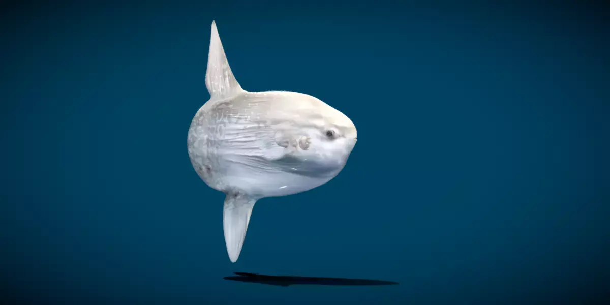 Ocean Sunfish Mola  3D model