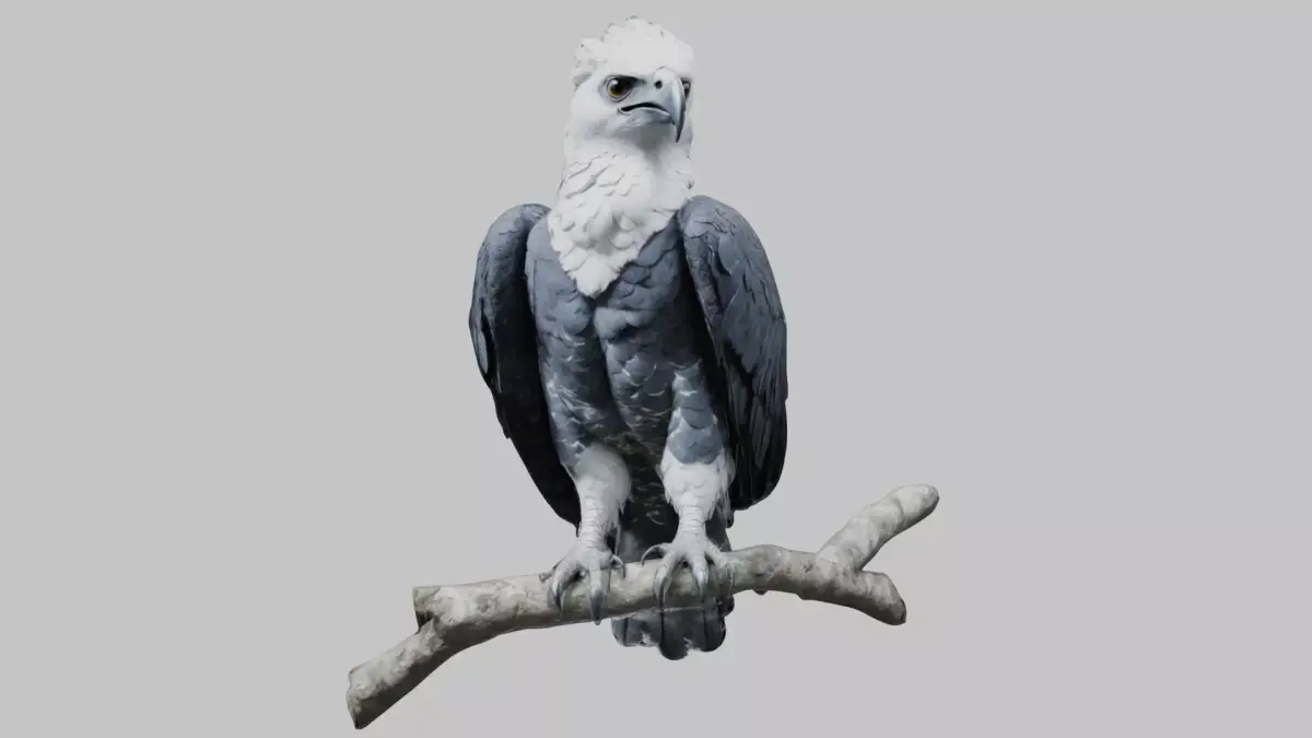 3D Harpy Eagle Model Low-poly 3D model