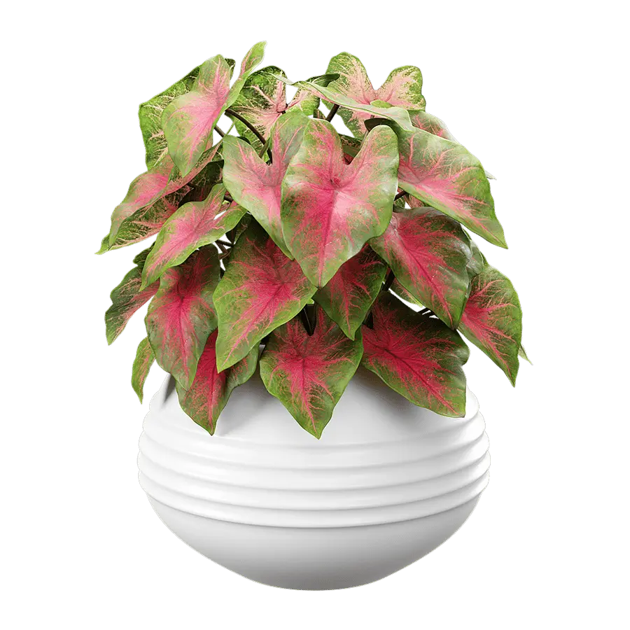  Caladium Potted Plant Model, Red  buy