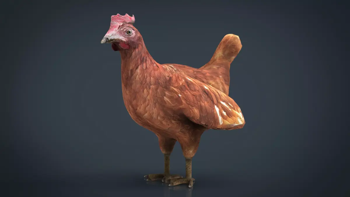 Chiken rooster Low-poly 3D model