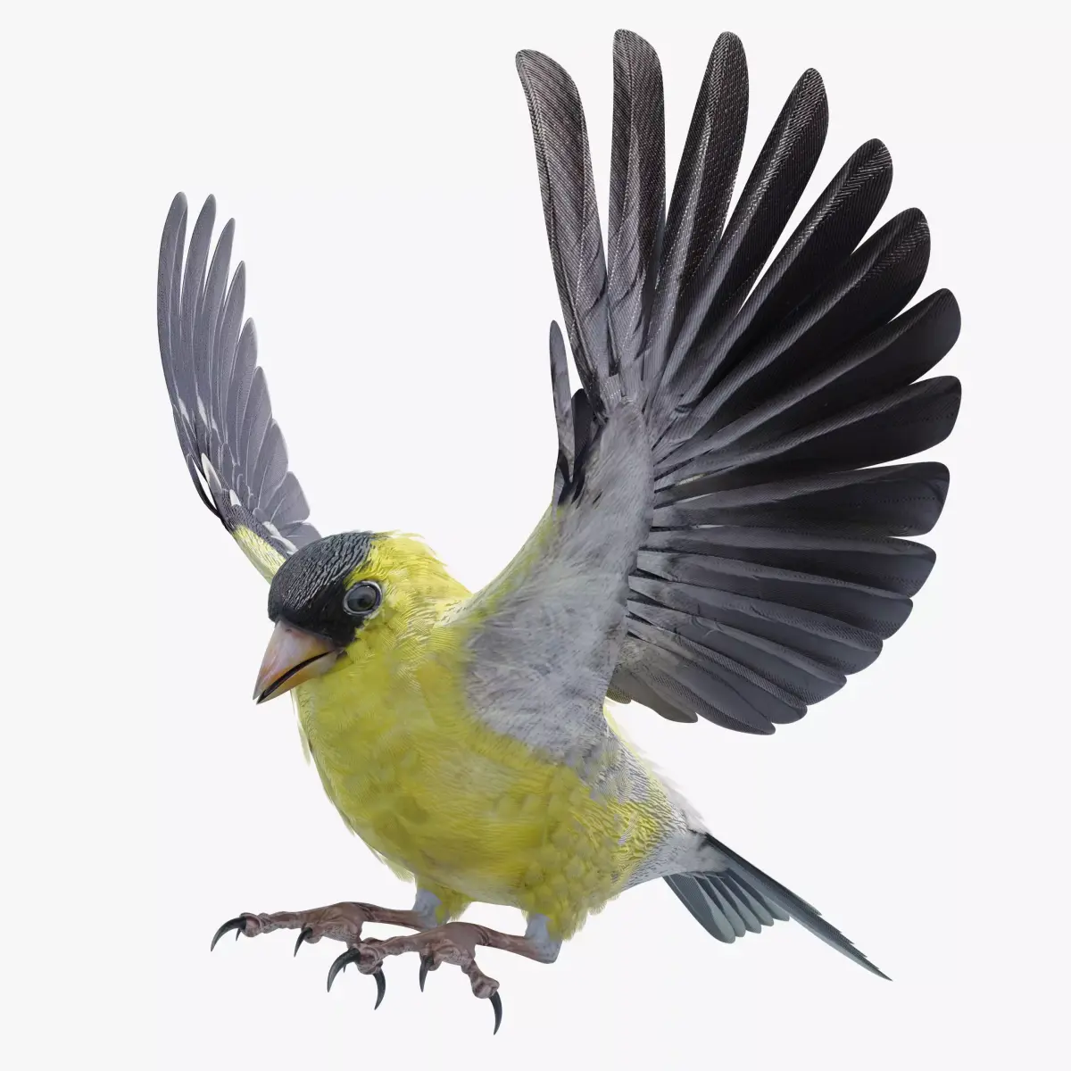 GoldFinch - BLENDER Low-poly 3D model