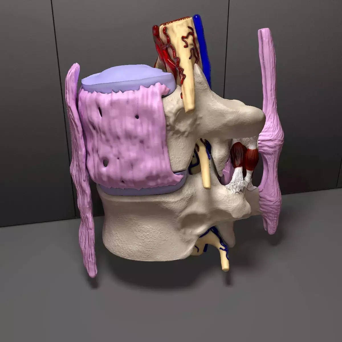 Part of the Human Spine 3D model purchase