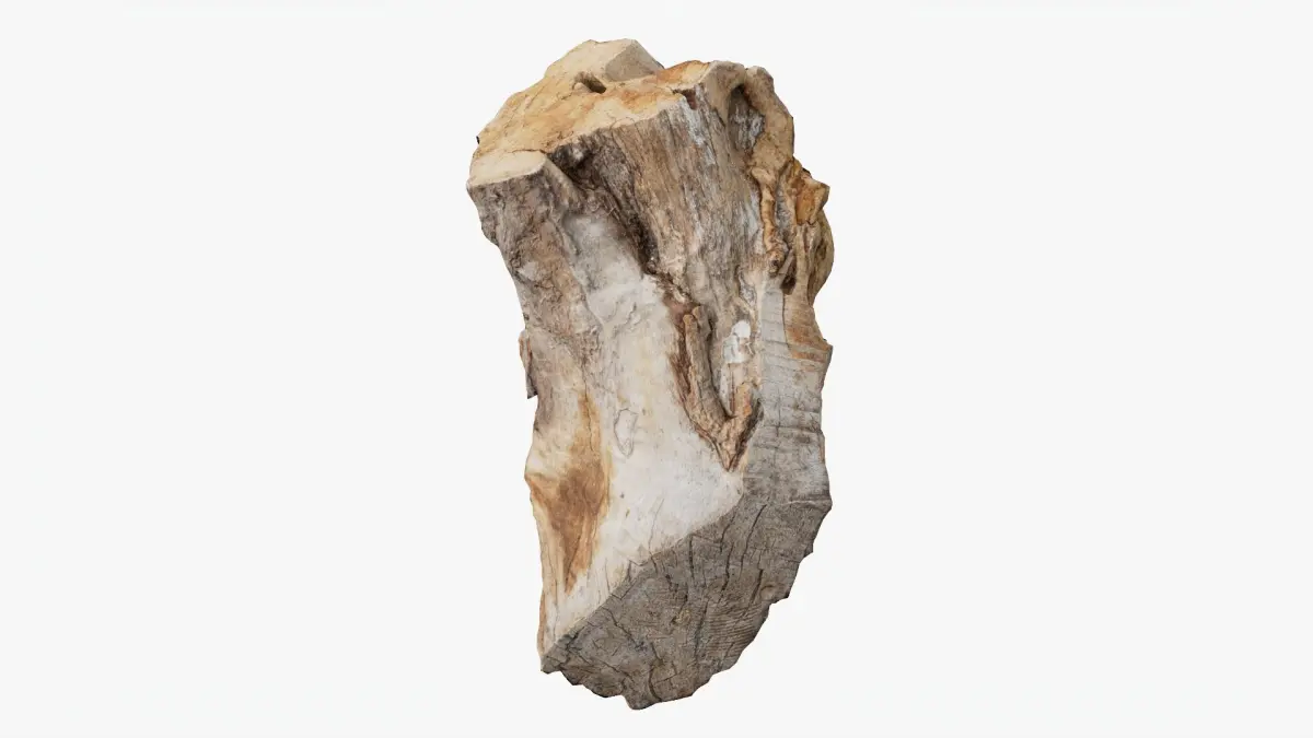 Scanned Trimmed Tree Wood 12 3D model