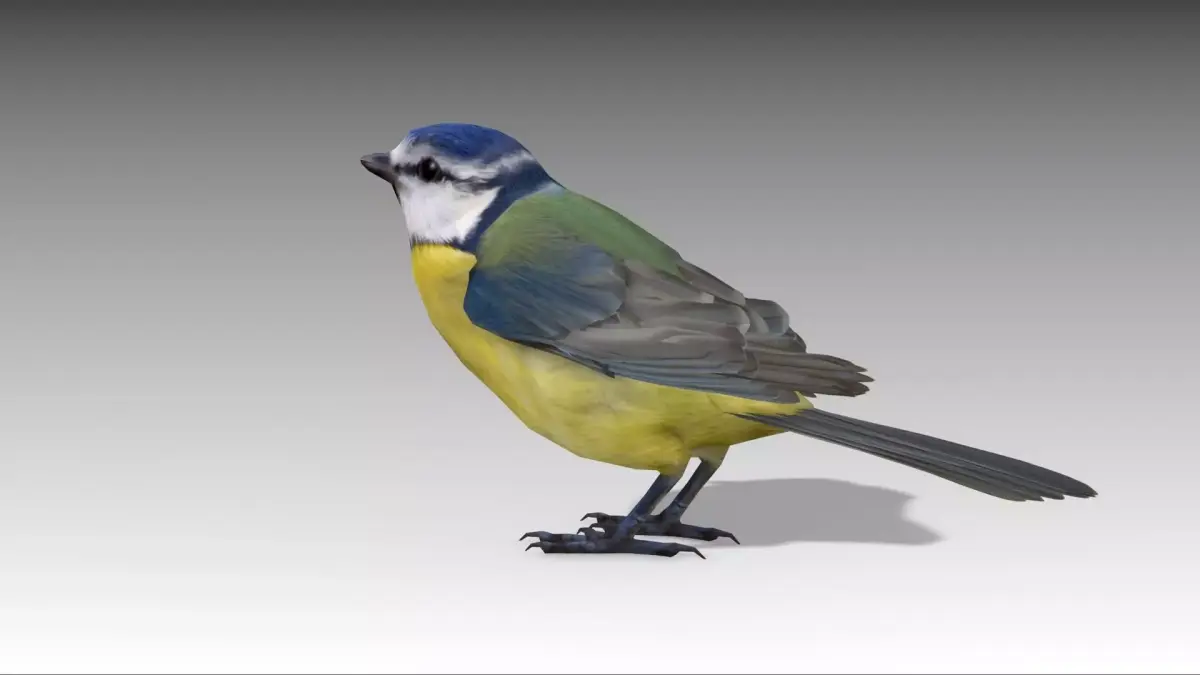Blue tit Low-poly 3D model