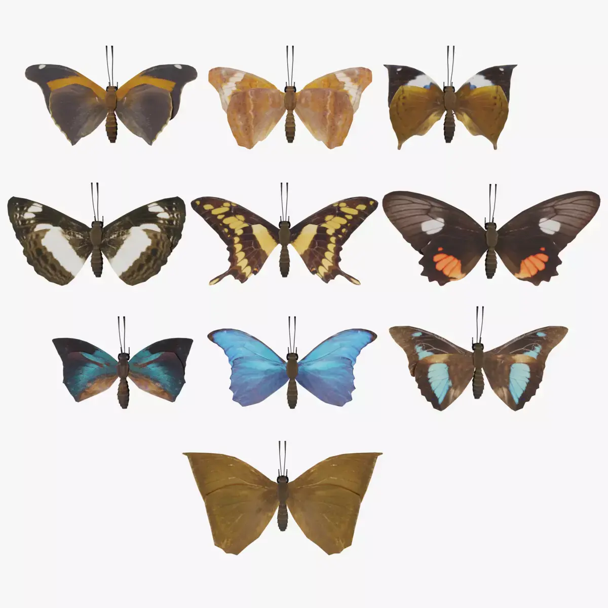 Butterfly Collection PBR Rigged Animated 3D model purchase