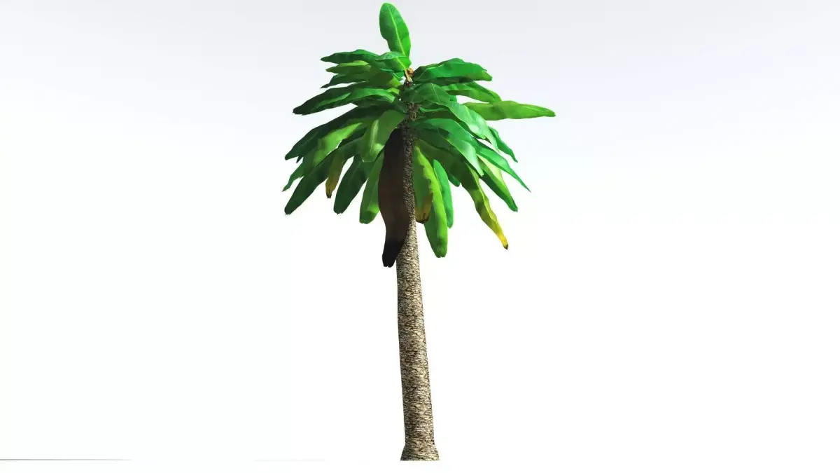 EVERYPlant Bjuvia Cycad LowPoly 3 --12 Models-- Low-poly 3D model