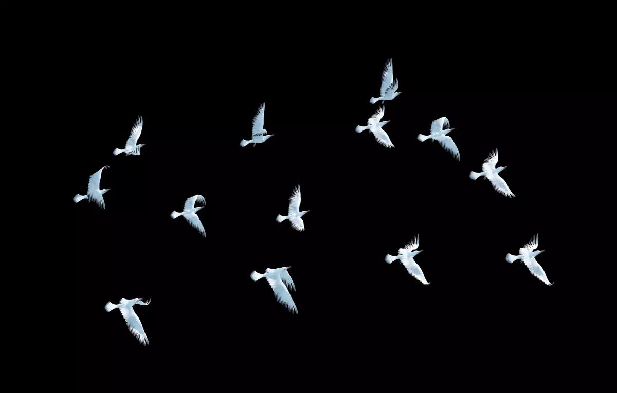 Seagull Animated Low-poly 3D model
