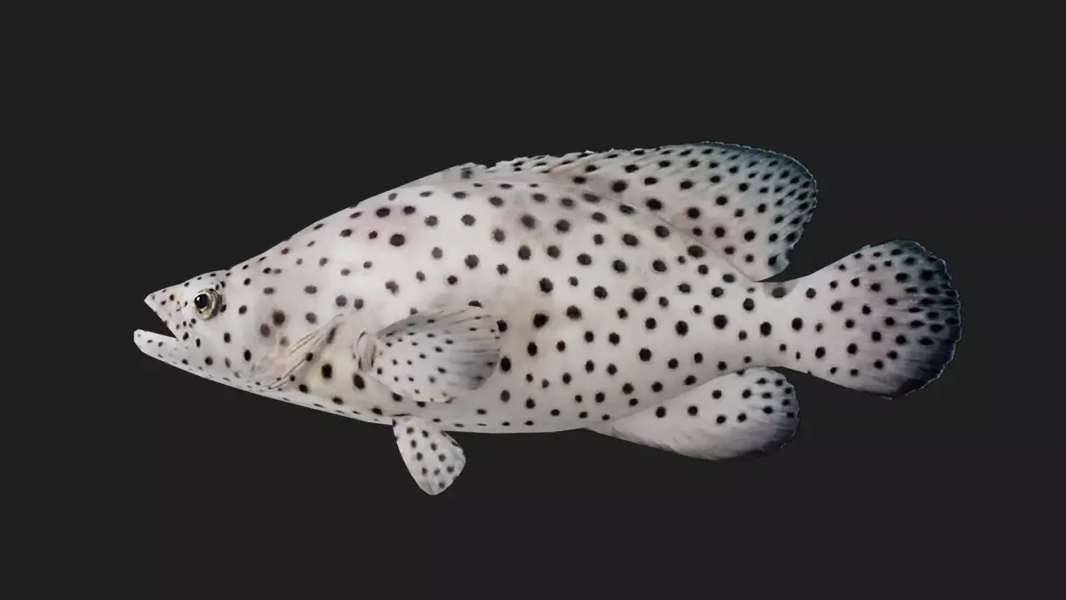 Grouper Low-poly 3D model shop