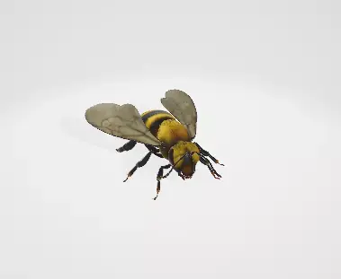 Bee 3d model riged 3D model