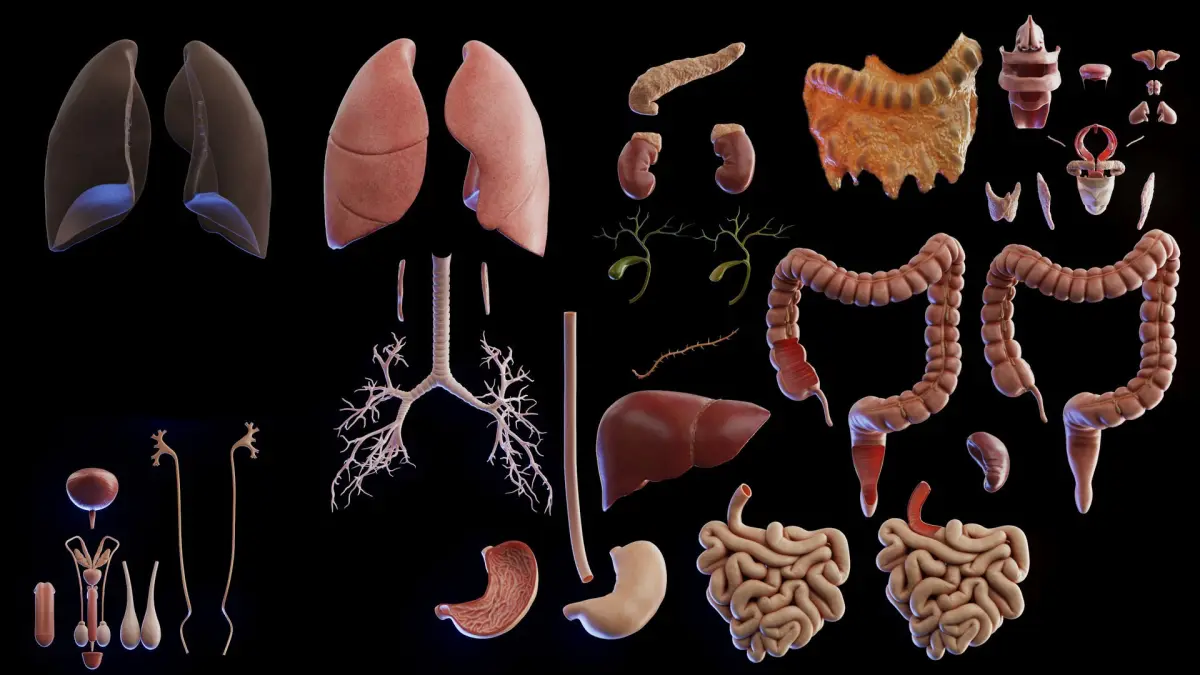 Human Male Organs 3D model