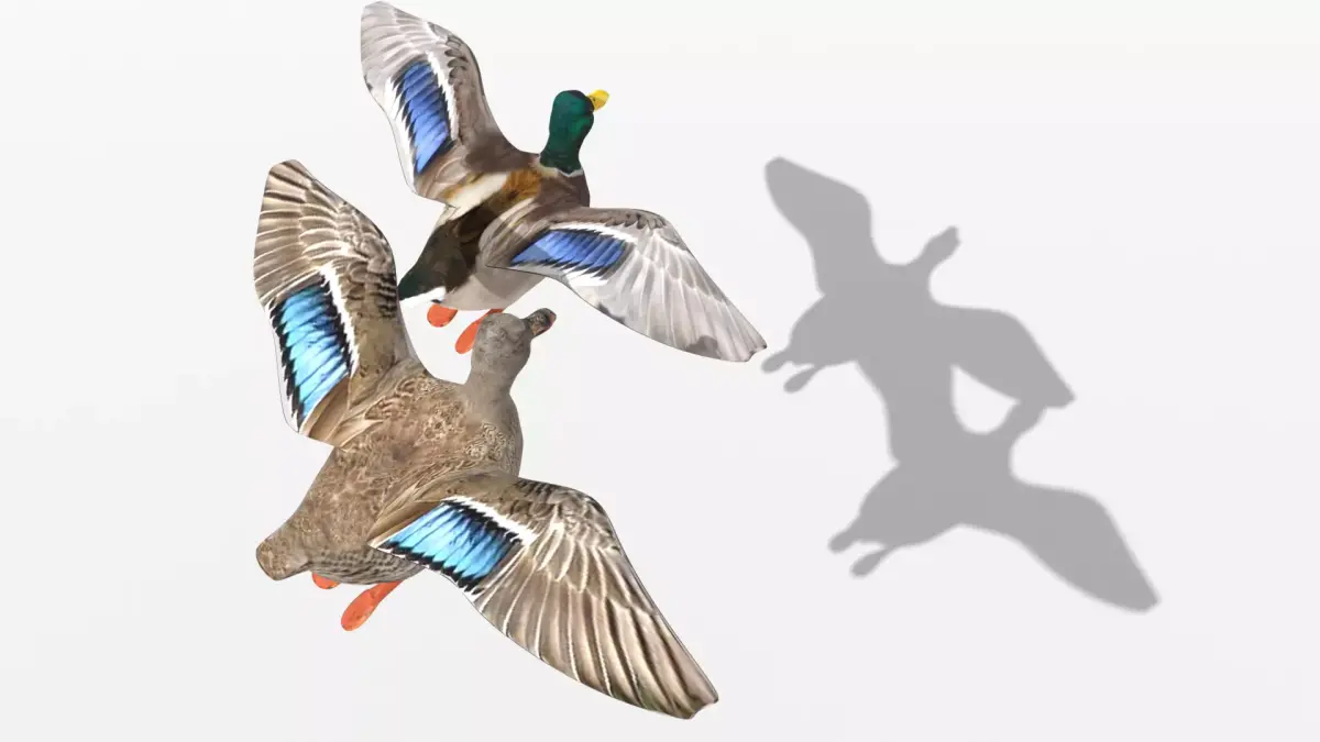 Ducks two Low-poly 3D model