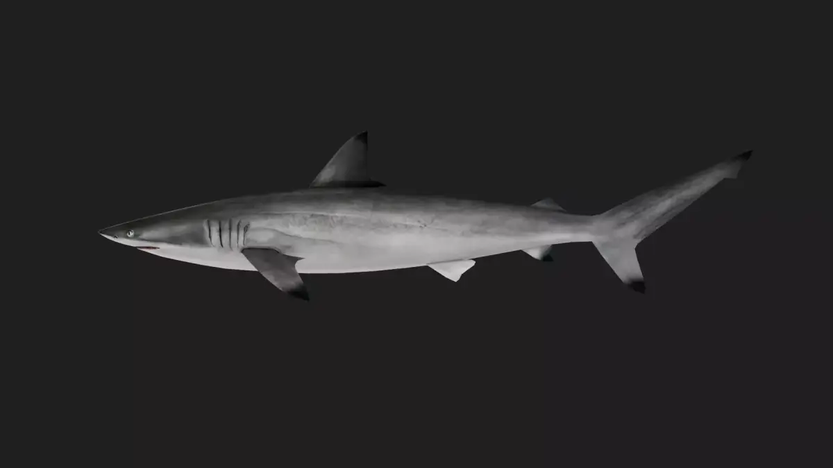 Shark Low-poly 3D model 23