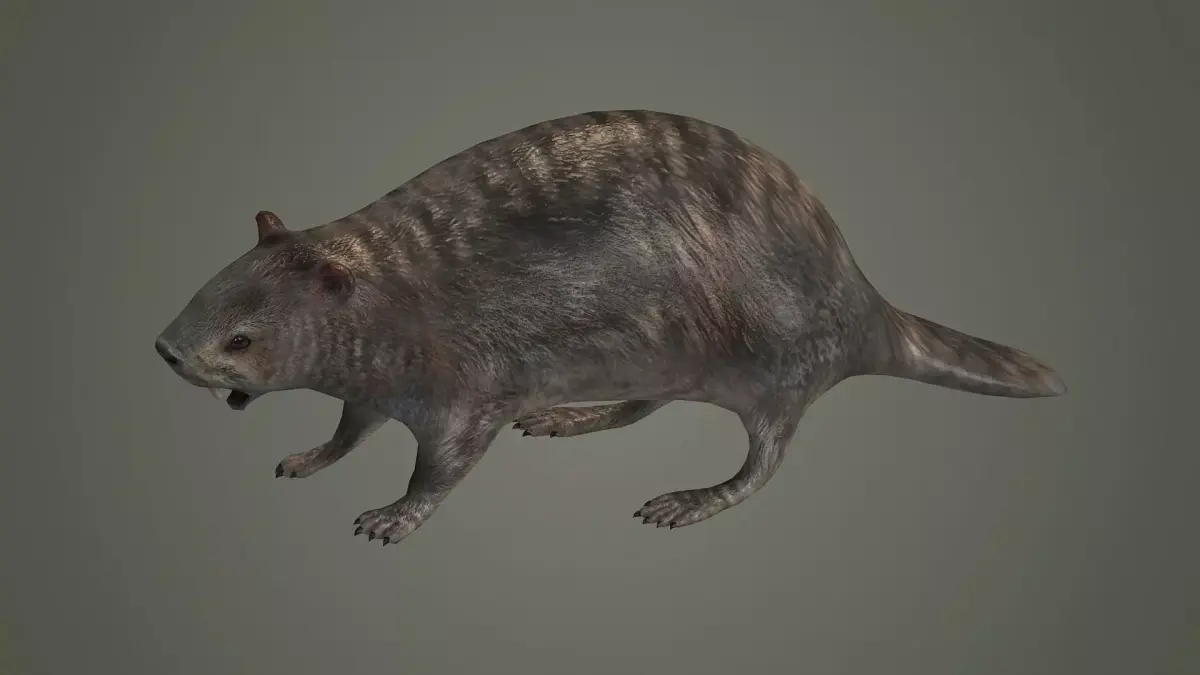 animal mammal groundhog rodent beaver squirrel  3D model