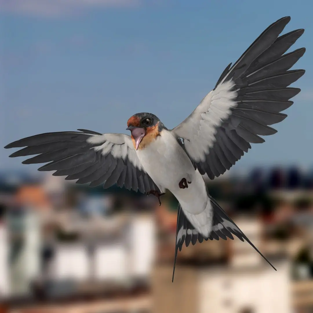Hirundo Rustica 'Barn Swallow' 3D model