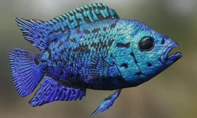 Blue Cichlid Fish 3D model