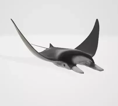 High-Quality Mobula Rays 3D Model Low-poly 3D model