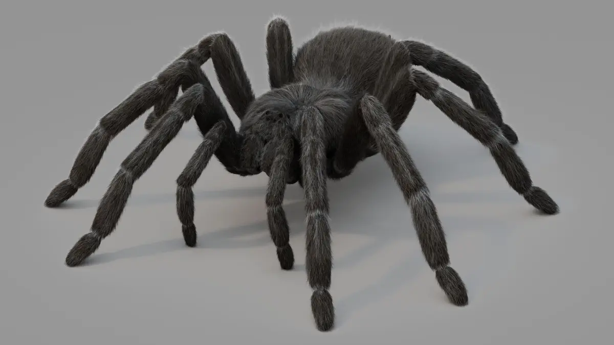 Tarantula 3D model