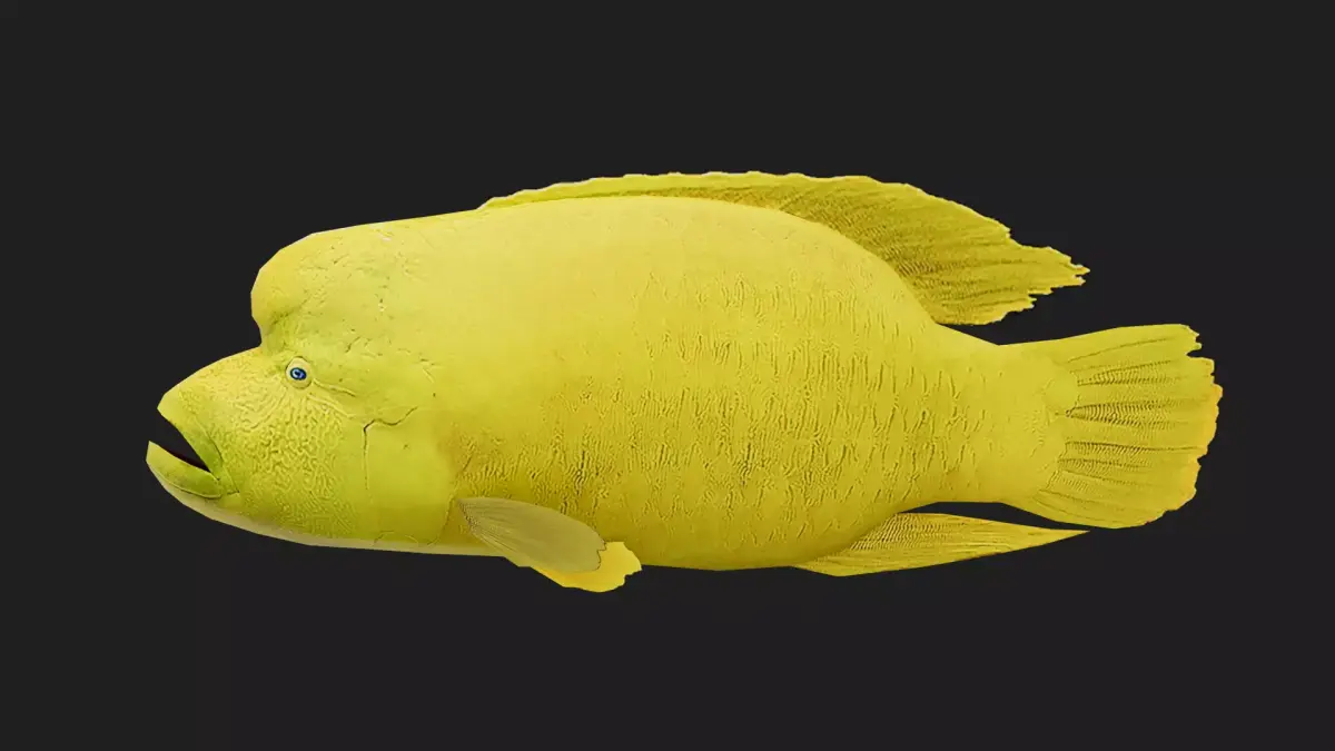 Wrasse Low-poly 3D model 4
