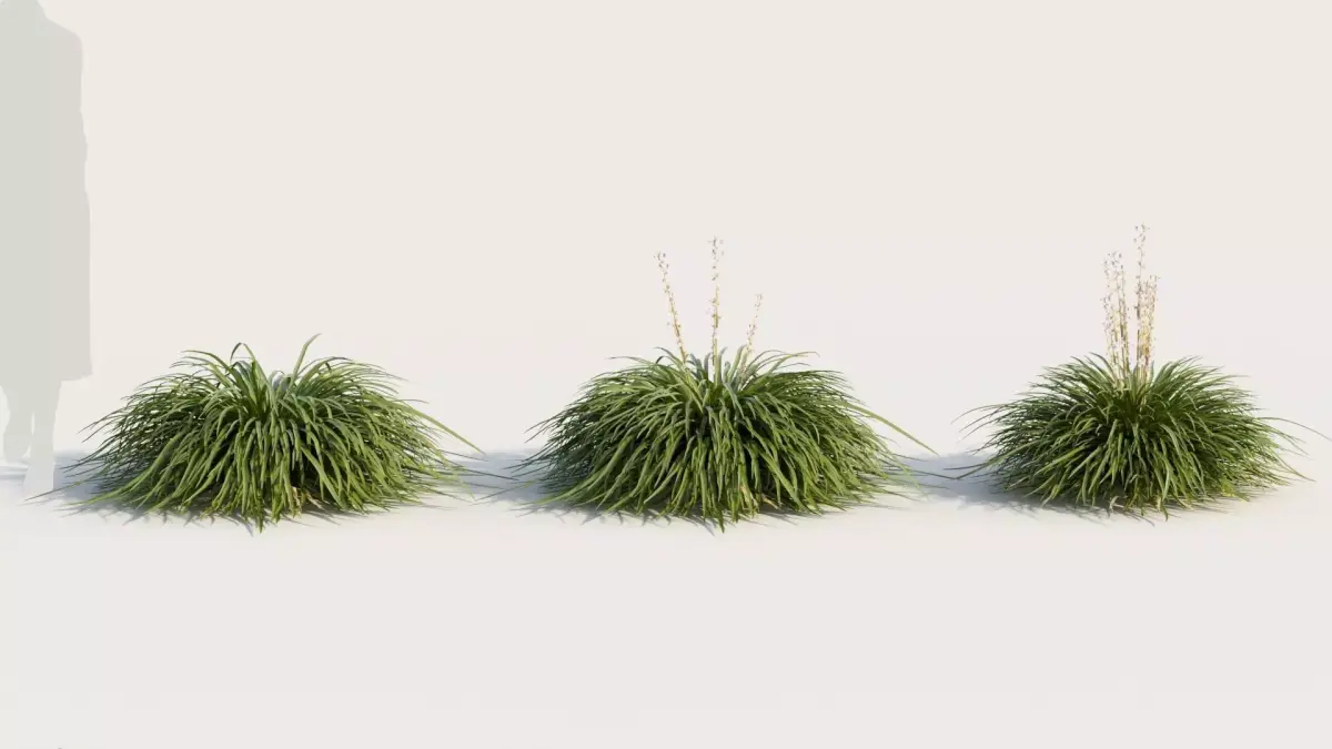 Hakonechloa macra a 3D model