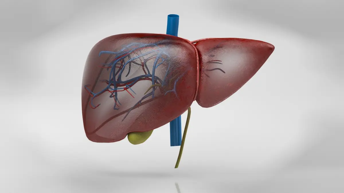 Liver Anatomy 3D model
