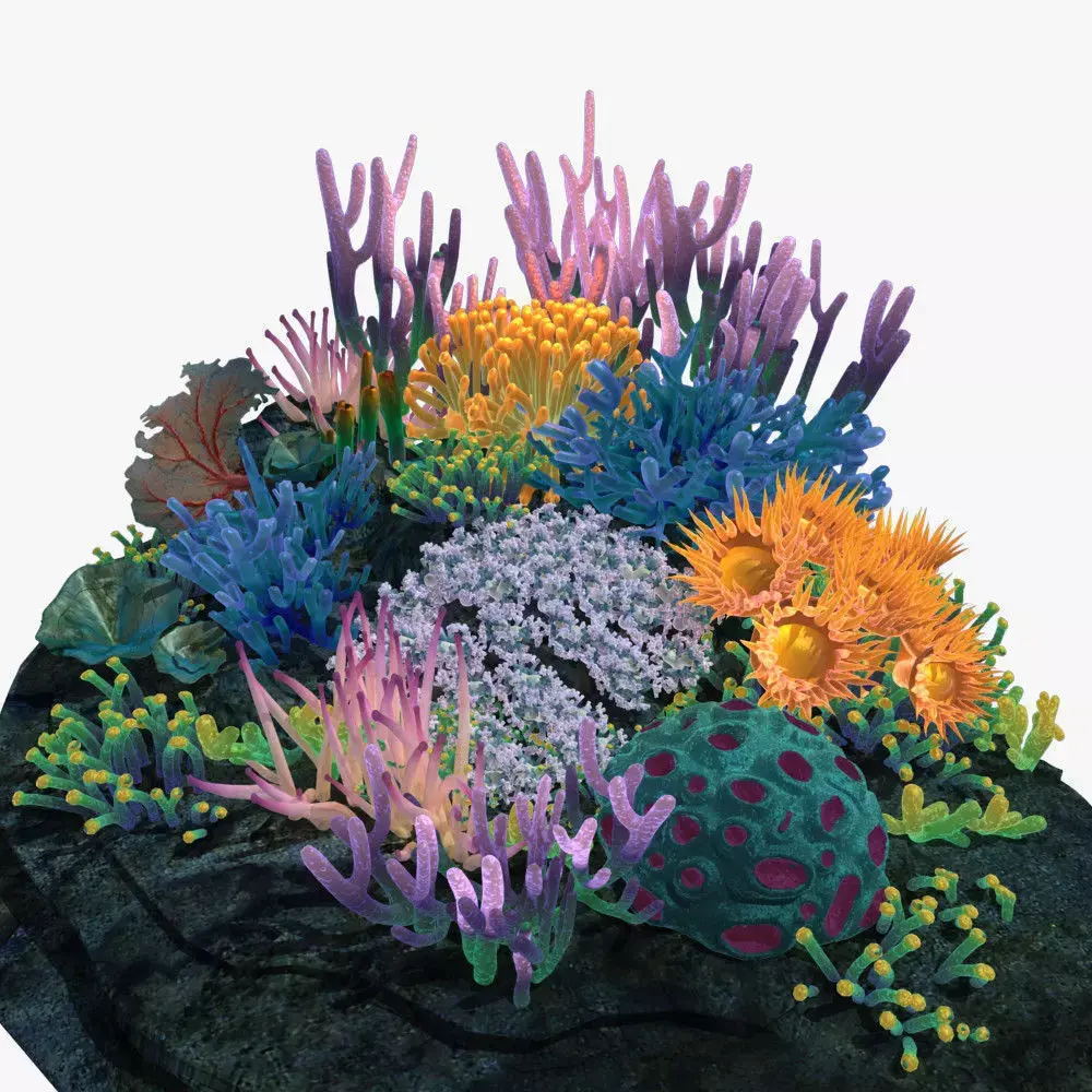 Coral reef 3D model purchase