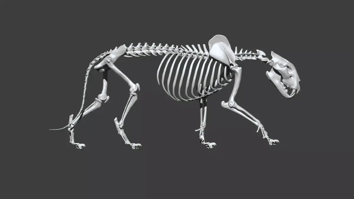 Lion skeleton 3D model