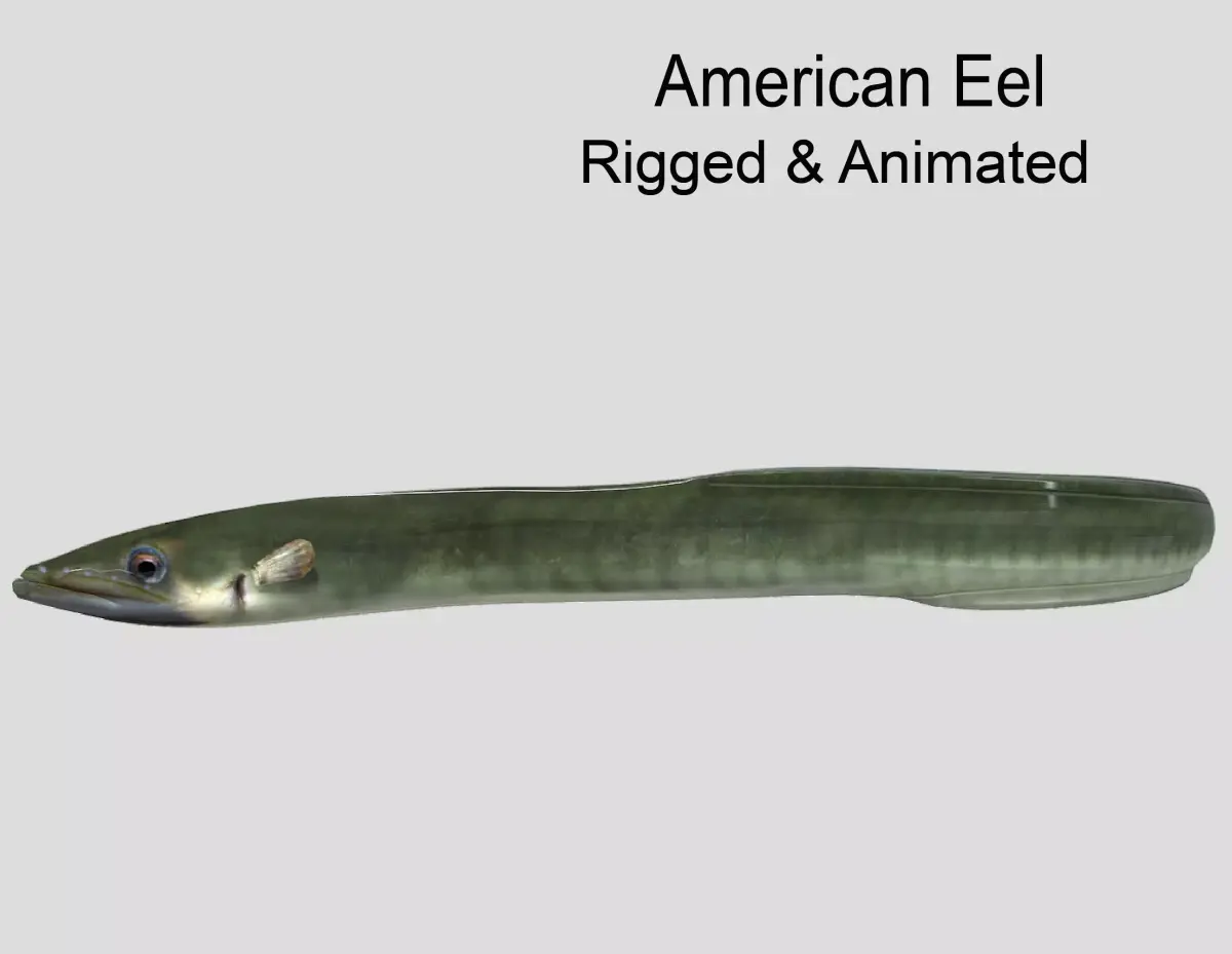 American Eel Realistic Animated Low-poly 3D model