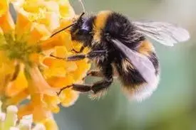 Free bee model- first attempt Free 3D model