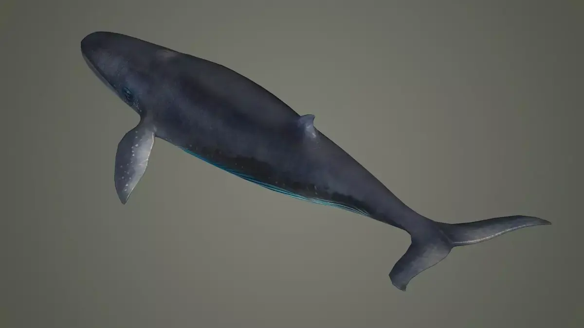bluewhale whale fish ocean shark water fin sea orca 3D model