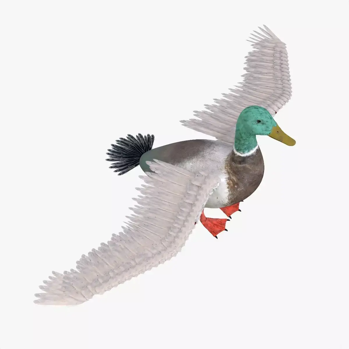 Duck bird rigged 3d model Low-poly 3D model
