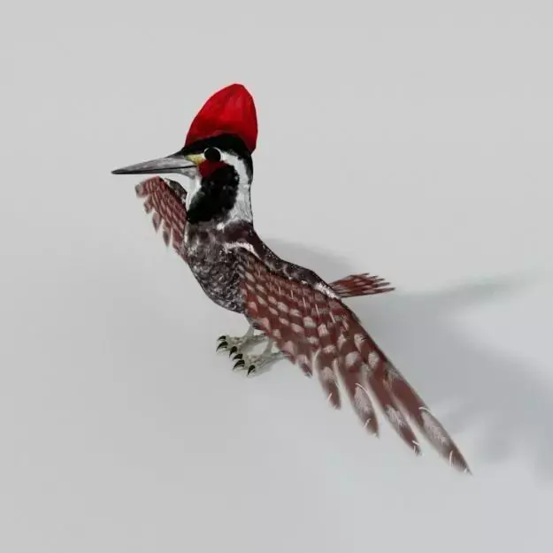 Woodpecker bird Low-poly 3D model