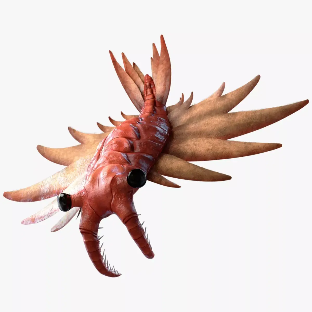 Anomalocaris Canadensis Static 3D model purchase
