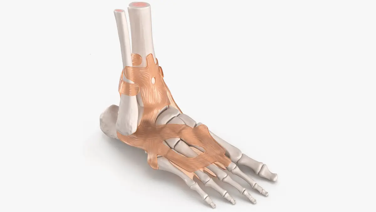 Anatomical Foot Skeleton Model with Ligament Overlay 3D model