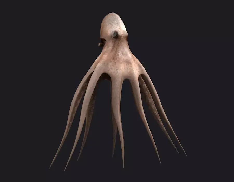 Octopus fish underwater water nature sea ocean 3D model