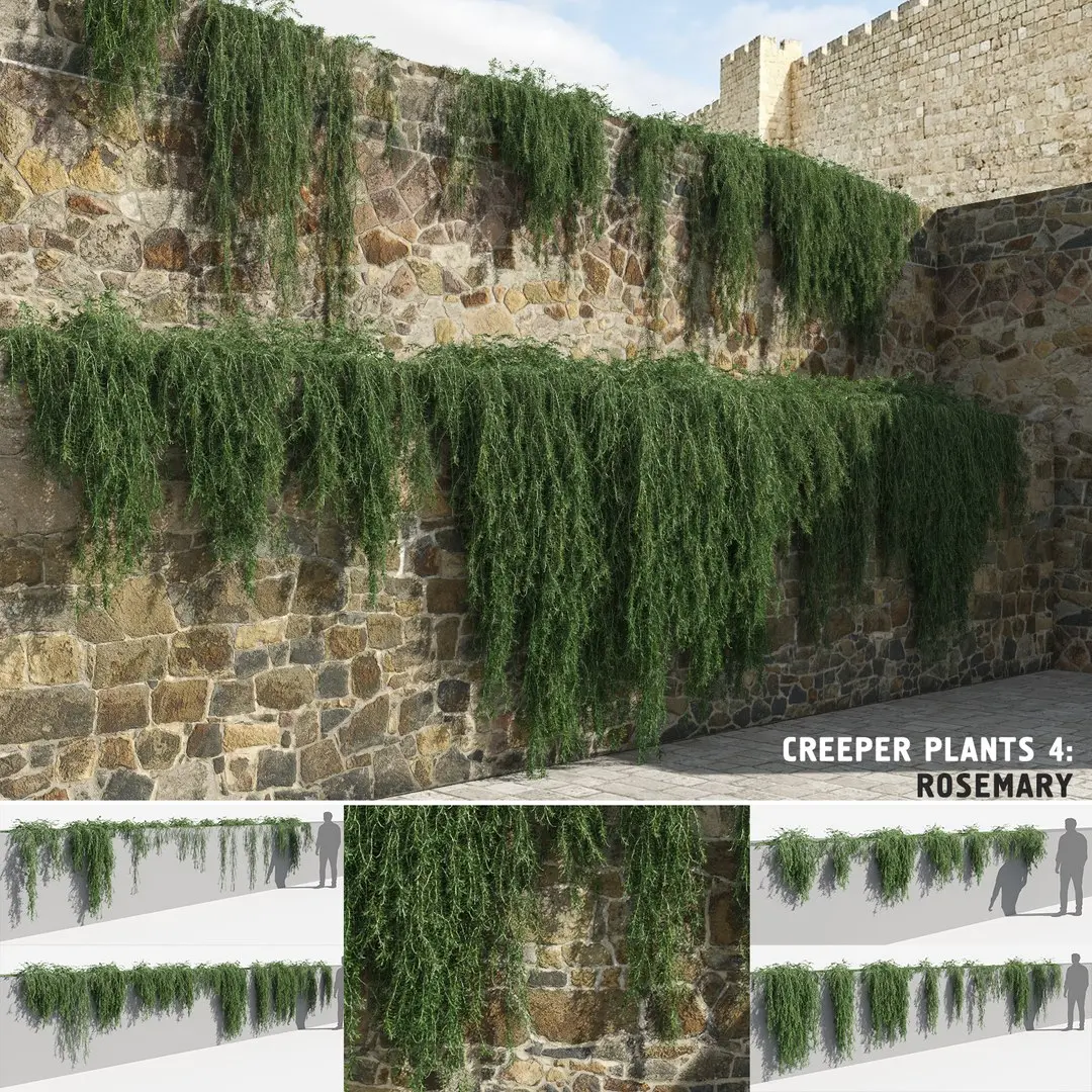 Rosemary Plants (+GrowFX) 3D model