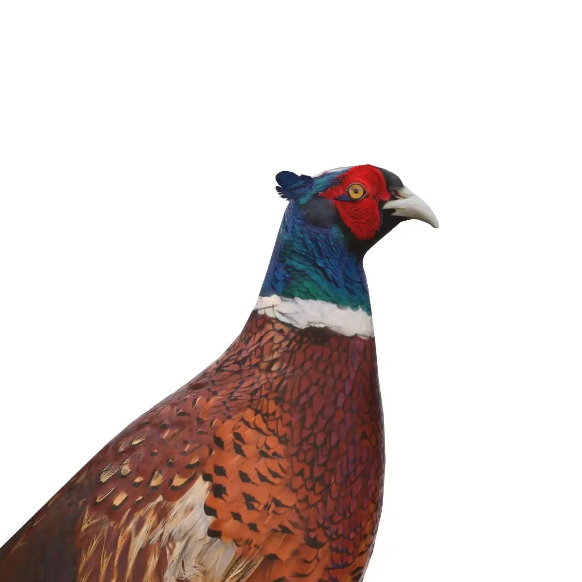 Pheasant 3D model