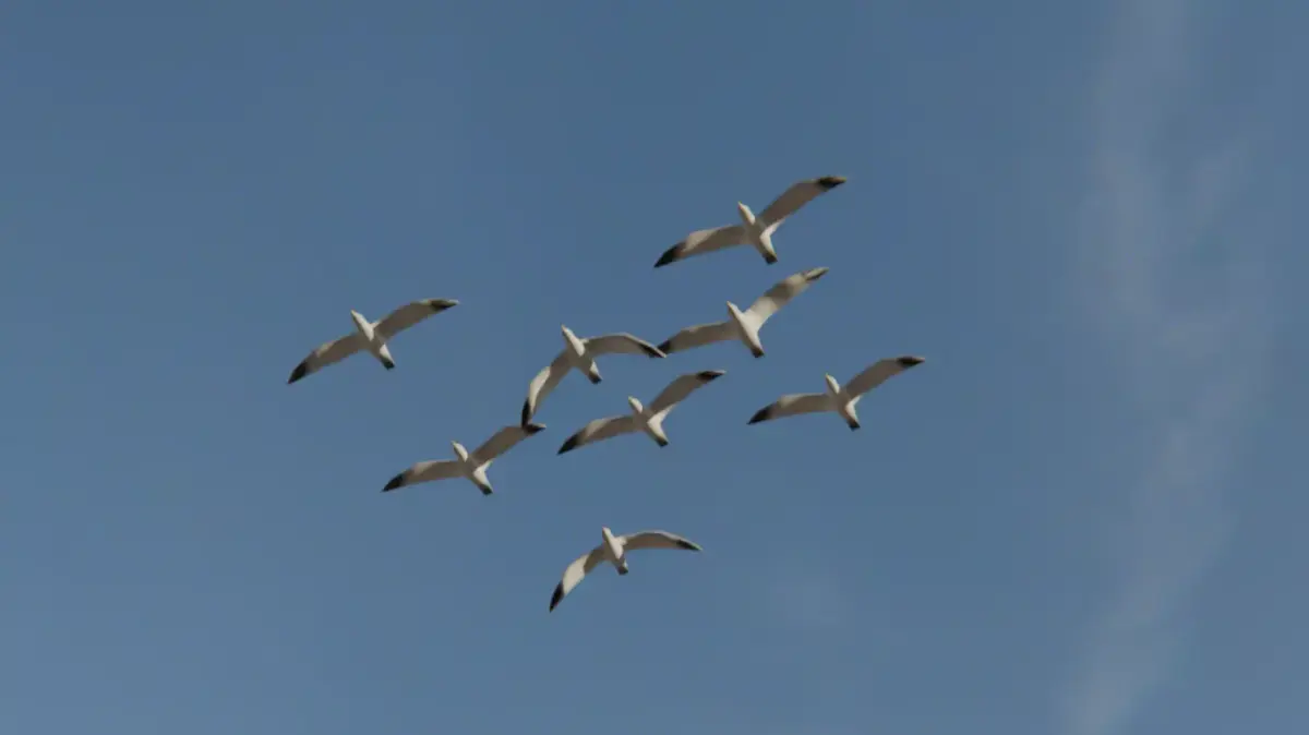 Background Birds Seagull Flock Animation V5 Low-poly 3D model
