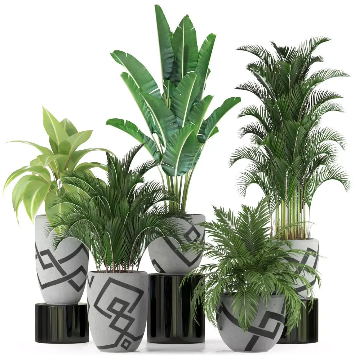 Plants collection 236 3D model