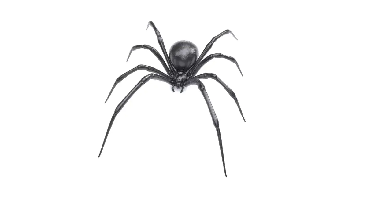 Black Widow Spider Low-poly 3D model buy