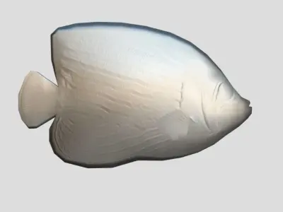 Emperor Angelfish Realistic Animated Low-poly 3D model