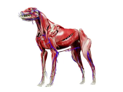  Dog Anatomy with internal organs 4k textures 