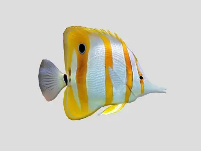 Chelmon rostratus Low-poly 3D model