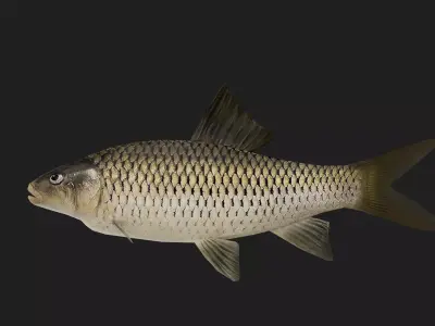 Carp fish Low-poly 3D model